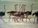 Ostrich Ballet