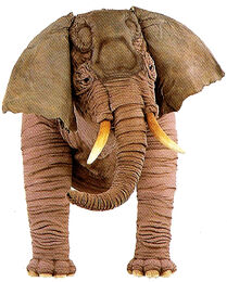 Maxine the Indian ElephantThe Animal Show