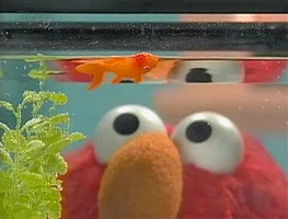 3587d.jpg (155 KB) Bubbles (goldfish)