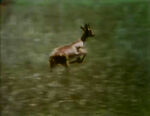 Gazelle African (First: Episode 0478)