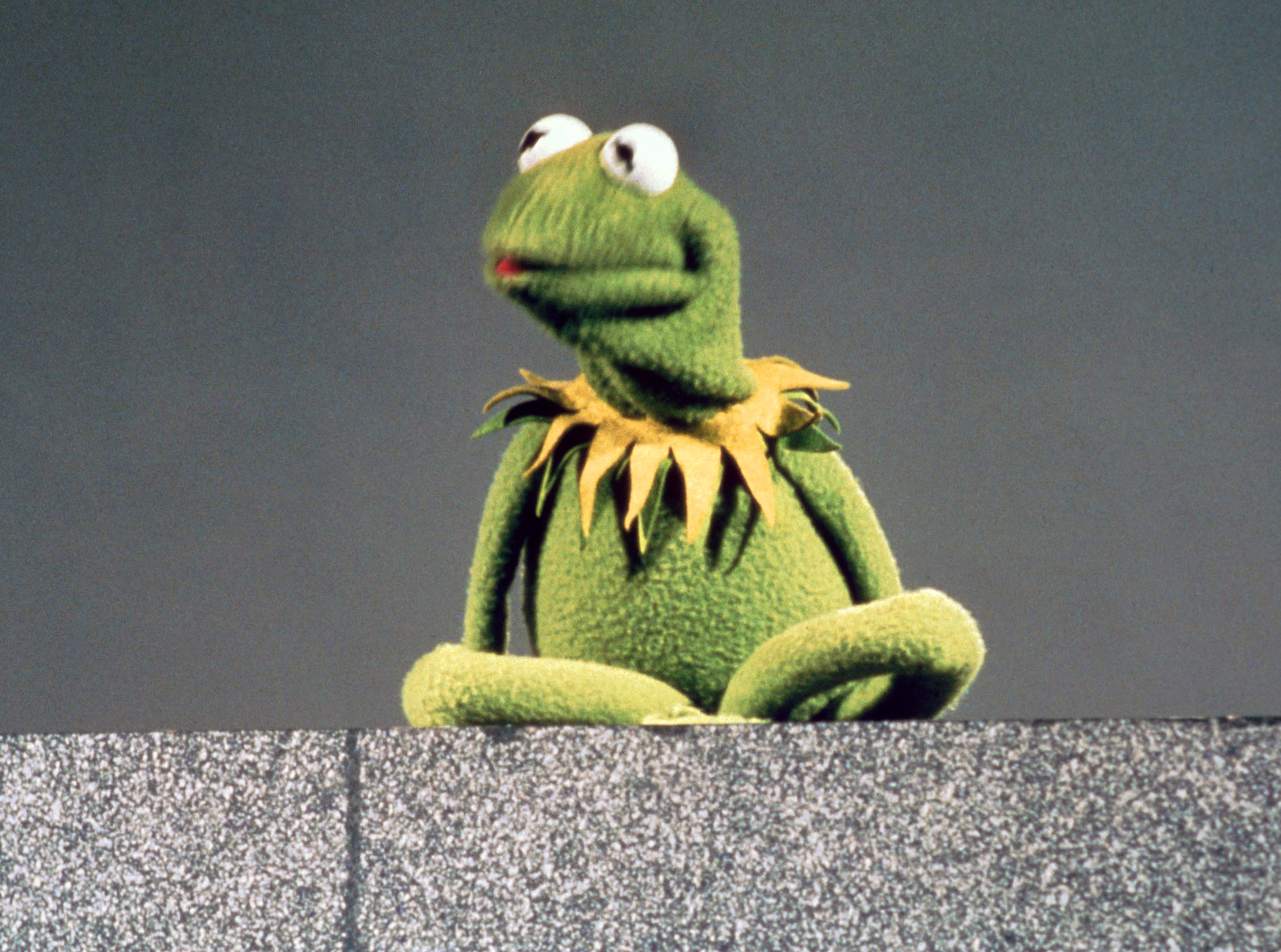 Kermit the Frog, Muppet Wiki