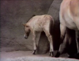 Song.WhatAreKidsCalled.jpg (189 KB) "What Babies Are Called"