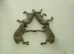 Wegman's Dogs: A (First: Episode 3292)