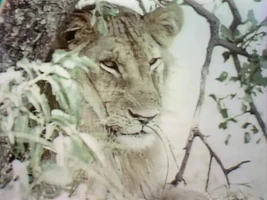 2678-Itchy.jpg (115 KB) "Flies on Animals"