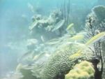 Coral Fish (First: Episode 0466)