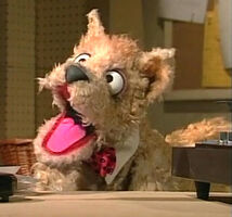 Terry Terrier