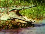 Crocodiles (First: Episode 0410)