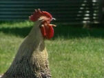 Sound ID: Rooster