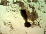 Termites (First: Episode 0408)