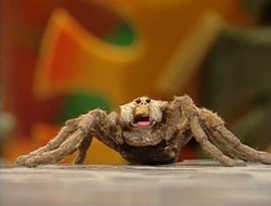 Natasha the TarantulaThe Animal Show Episode 203: Tarantula & Mole