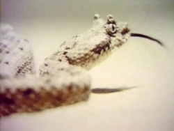 RattlesnakeFilm
