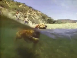 Song.doggypaddle.jpg (151 KB) "Doggy Paddle"