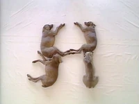 Wegman's Dogs (First: Episode 3291)