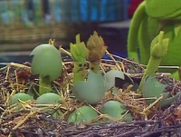 511 asparagus eggs.jpg (279 KB) Baby Asparagus The Muppet Show