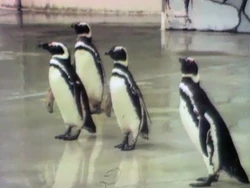 Adding penguins (First: Episode 0255)