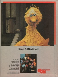 Hear a Bird Call!