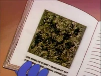 MB211-62.png (309 KB) Jackson Pollock's No. 15