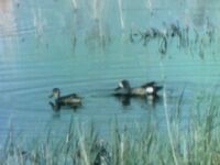 1091-24.jpg (67 KB) "Two Birds" (First: Episode 0295) music: Joe Raposo