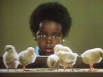chicks