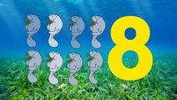 Eight Manatees