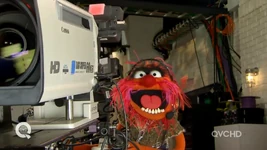 Animal runs the cameras