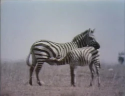 Babyzebra