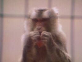 Raposo.Eating.jpg (56 KB) "Eating"