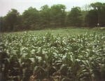 Cornfield (revised w/ song)