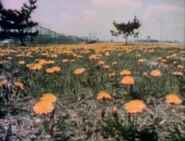 Film-FlowersEverywhere.jpg (286 KB)