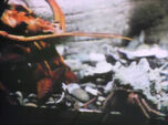 Lobster and Crab (holdover from season 2)