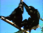 Monkey Noises (holdover from season 2)
