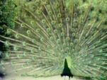 Peacock Dance (holdover from season 2)