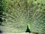 Peacock Dance