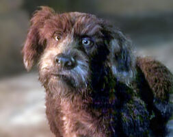 Dog in The StoryTeller