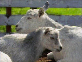 Raposo.Goat.jpg (262 KB) "Goats"