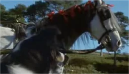 Mollie.png (458 KB) Mollie (mare) in Animal Farm