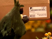 11106 zip code Episode 4426