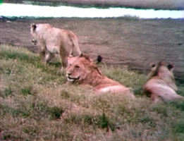 Song.Family.jpg (351 KB) "Families"