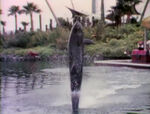 Dolphin Tail Walk (holdover from season 2?)