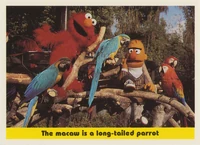 85: The macaw is a long-tailed parrot