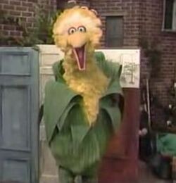 Bigbird-corn