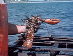 Lobster Fisherman