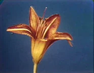 (First: Episode 0441)