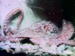 Octopus (holdover from season 2)