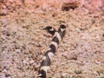 2 - Pairs of Animal Parts