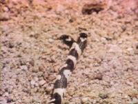 2headedsnake.jpg (121 KB) Two-headed snake (First: Episode 0287) music: Joe Raposo