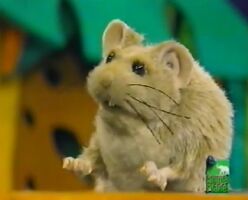 Galahad the Grasshopper Mouse The Animal Show