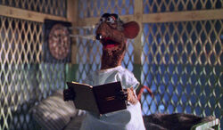 カーミット！！！rats Rats | Muppet Wiki | Fandom