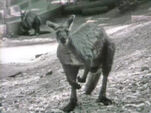 "Kangaroo Blues" (holdover from season 2)
