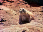 Prairie Dog (holdover from season 2)